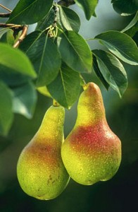pic low-hanging-fruit1
