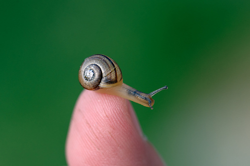 picsnail